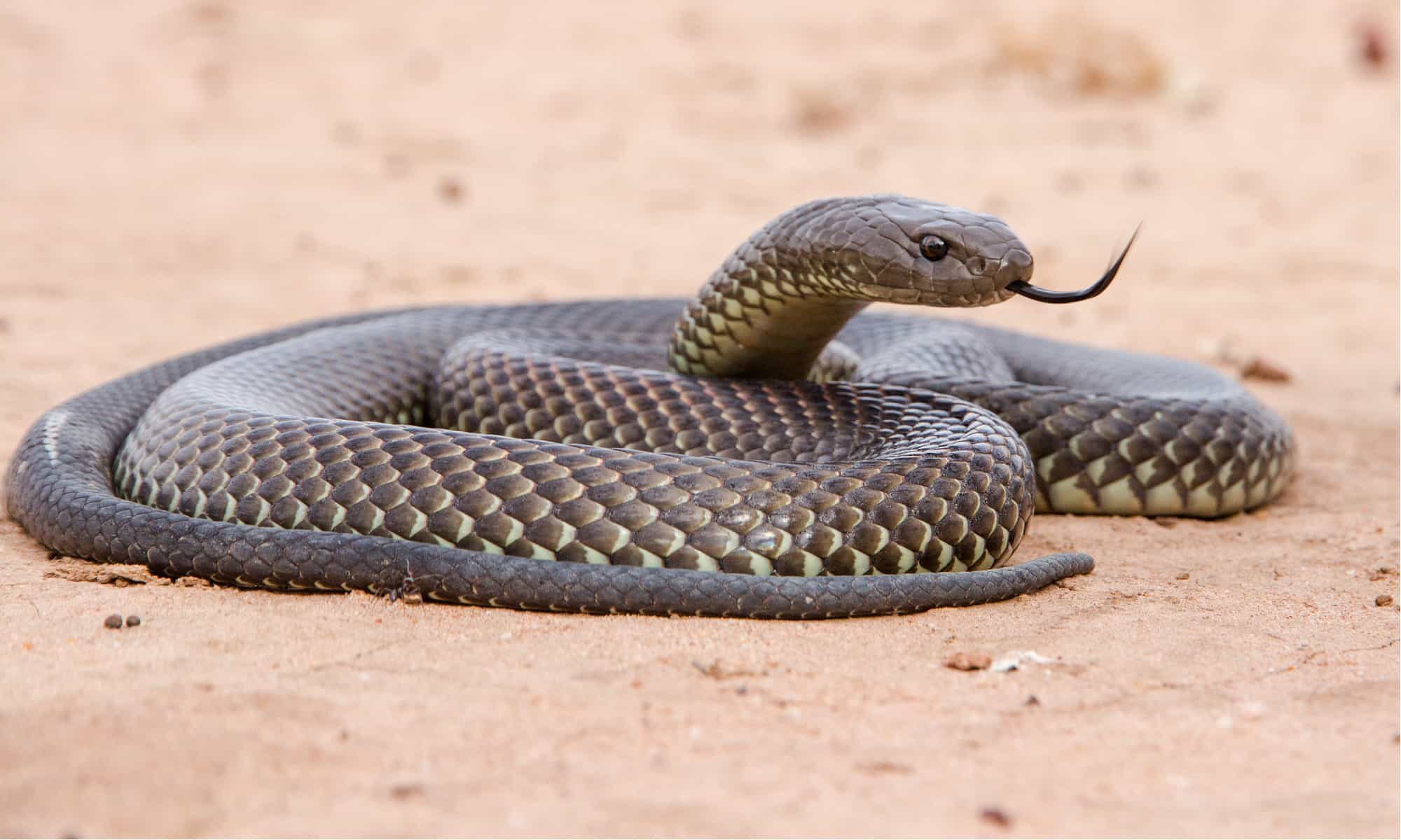 10 Incredible King Cobra Facts (No Other Snake Does #7!) - A-Z Animals