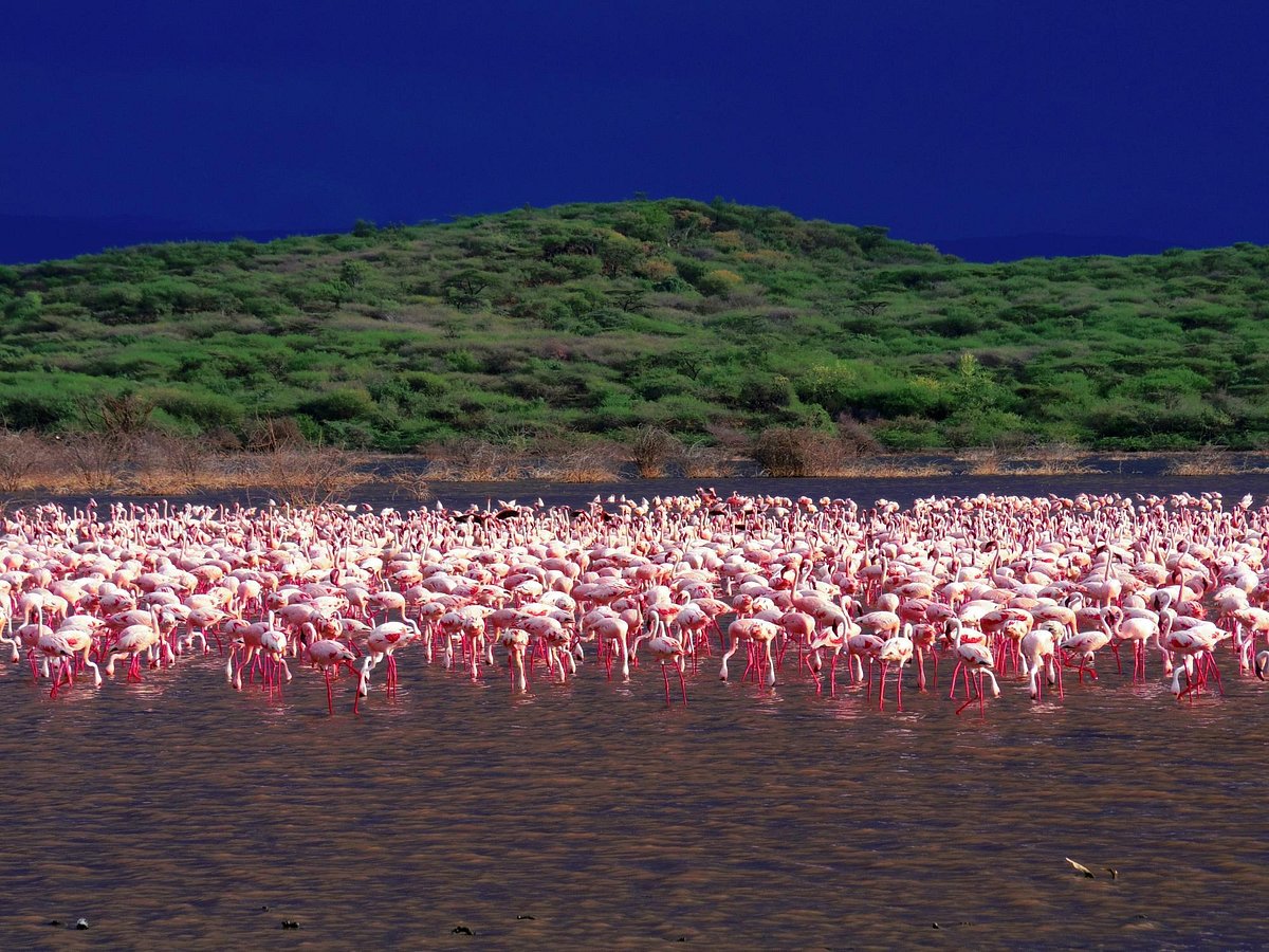 14-fascinating-facts-about-lake-bogoria