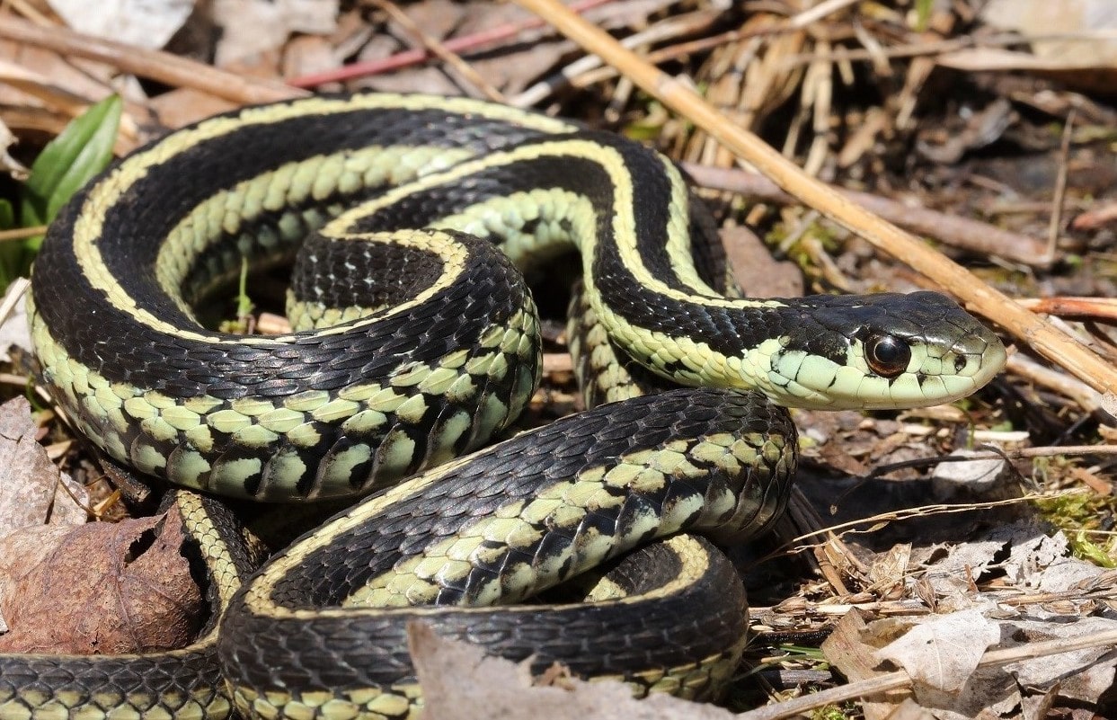 14-fascinating-facts-about-mountain-garter-snake