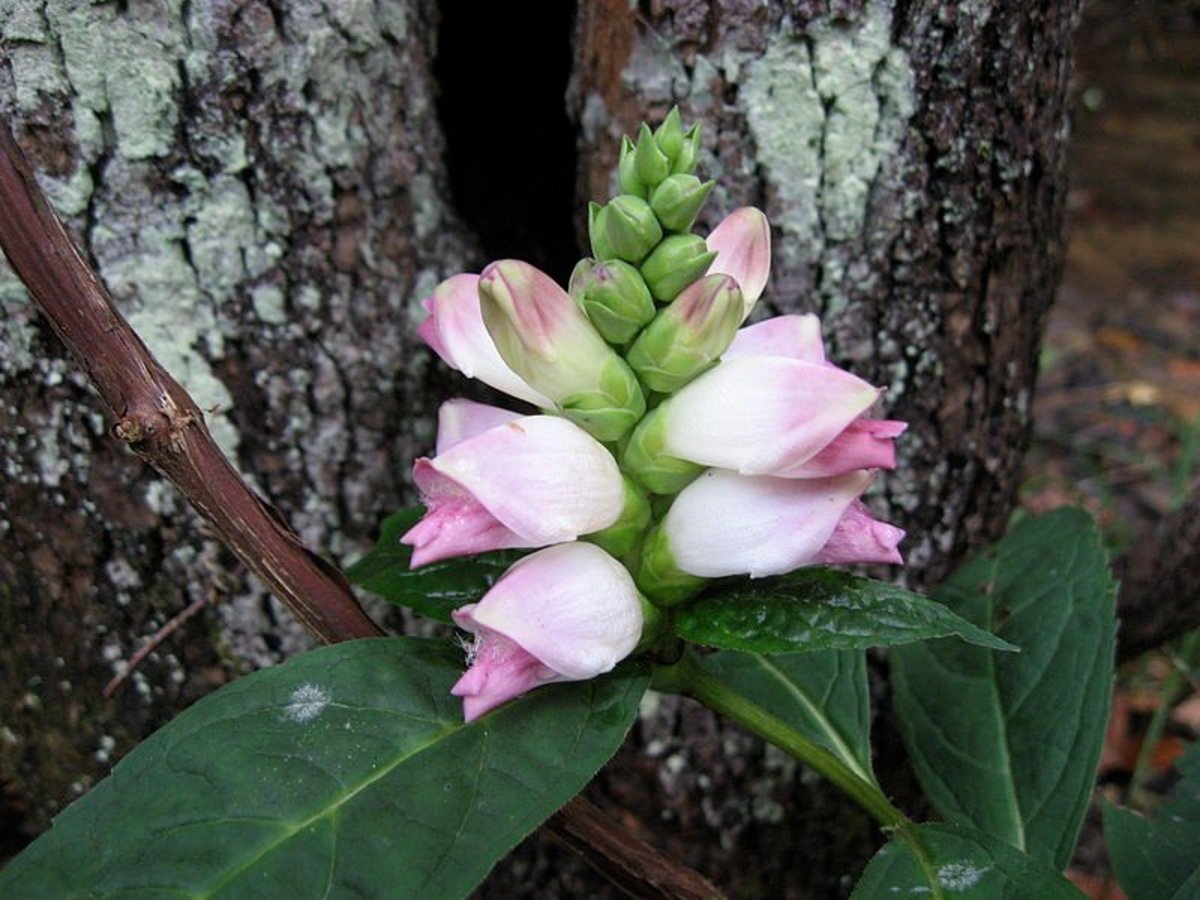 14-fascinating-facts-about-turtlehead