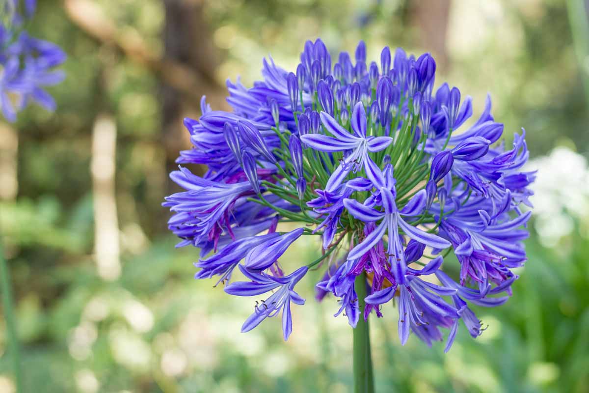 14-intriguing-facts-about-agapanthus