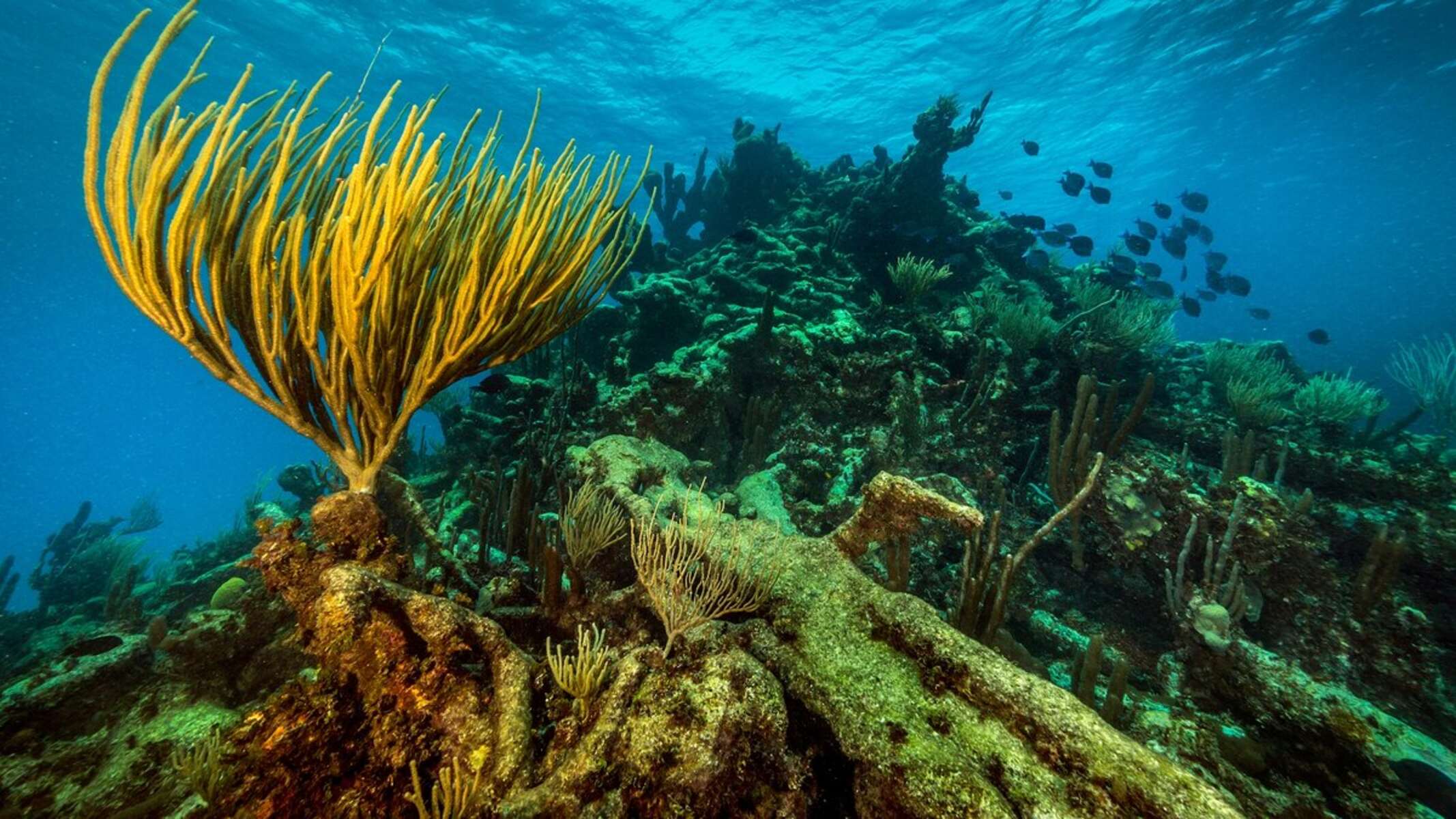 Dive Deep Into 50 Amazing Coral Reef Facts 