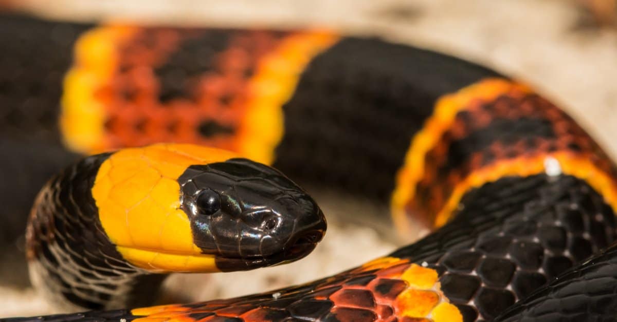 14-intriguing-facts-about-elegant-coral-snake