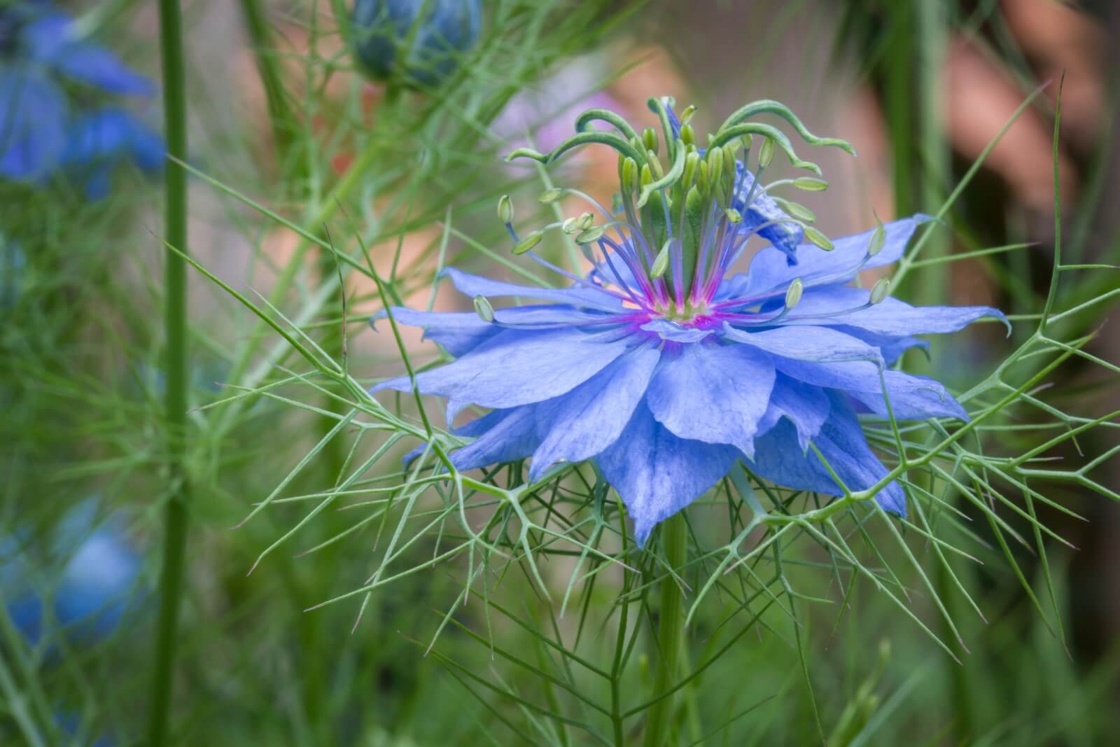 14-intriguing-facts-about-love-in-a-mist