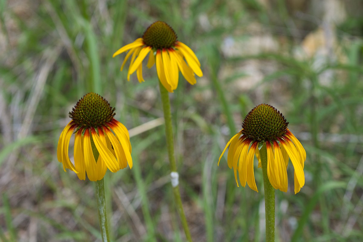 14-intriguing-facts-about-yellow-coneflower