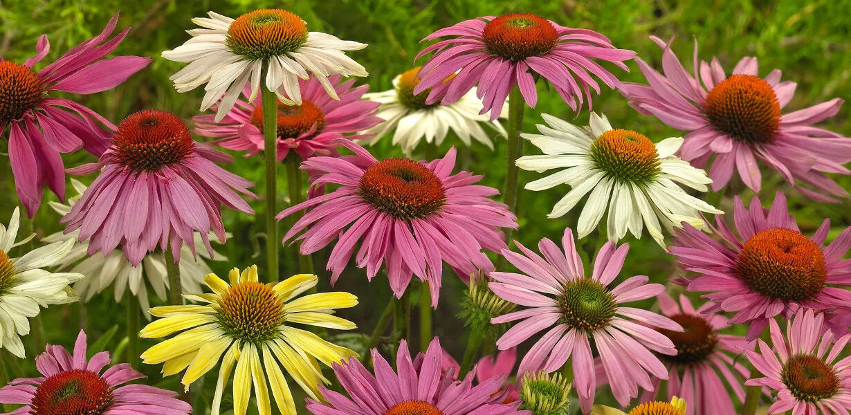 14-mind-blowing-facts-about-echinacea