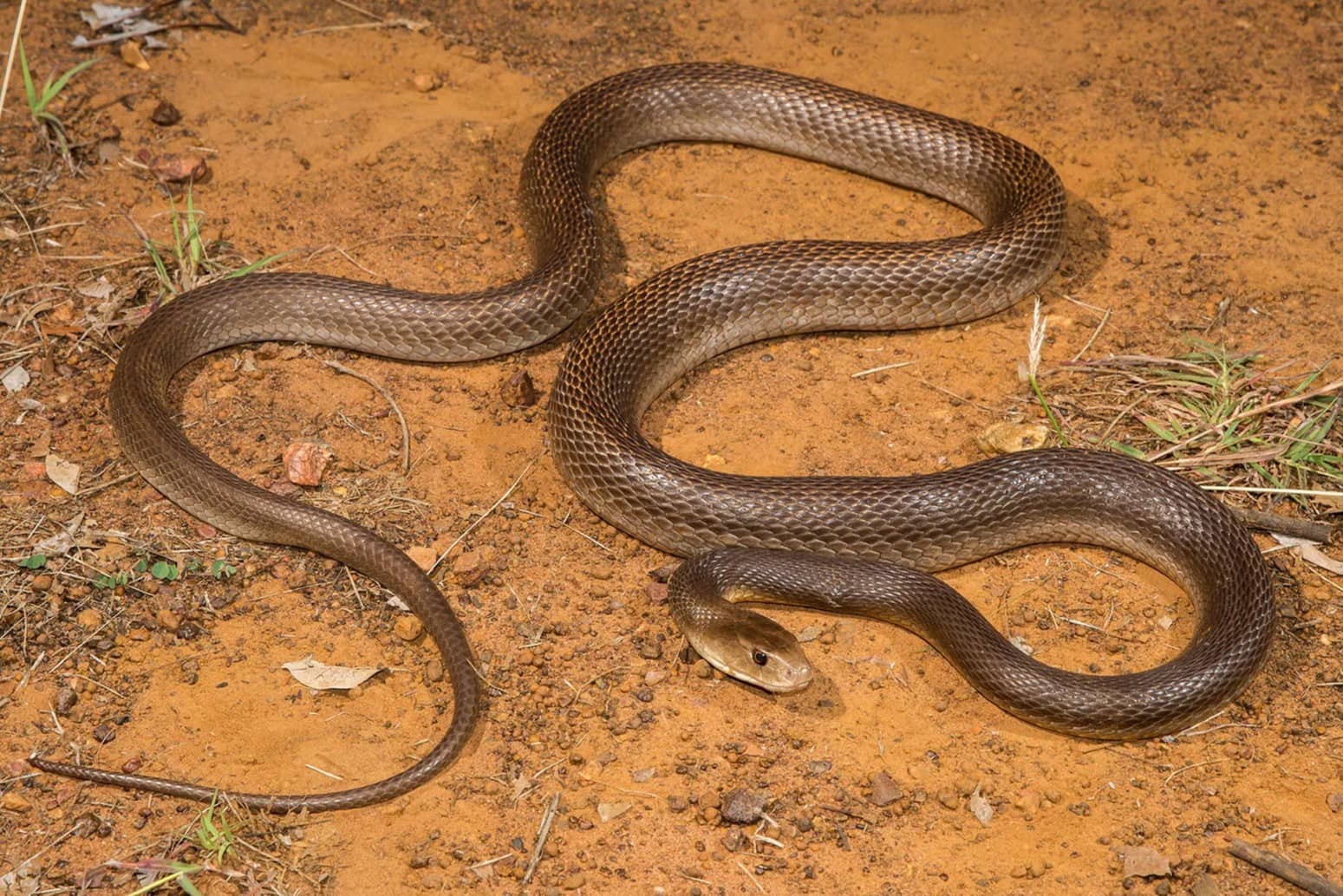 14-mind-blowing-facts-about-taipan