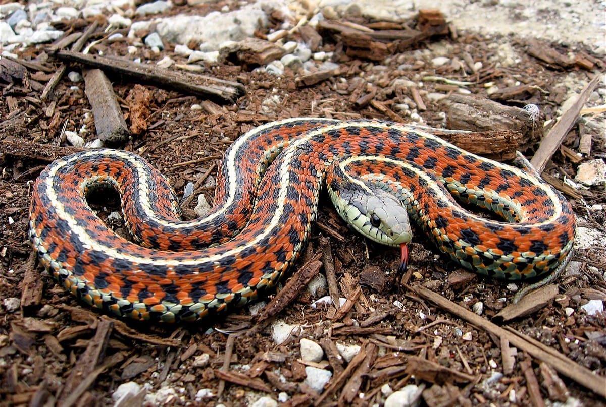 14-mind-blowing-facts-about-thamnophis-scalaris