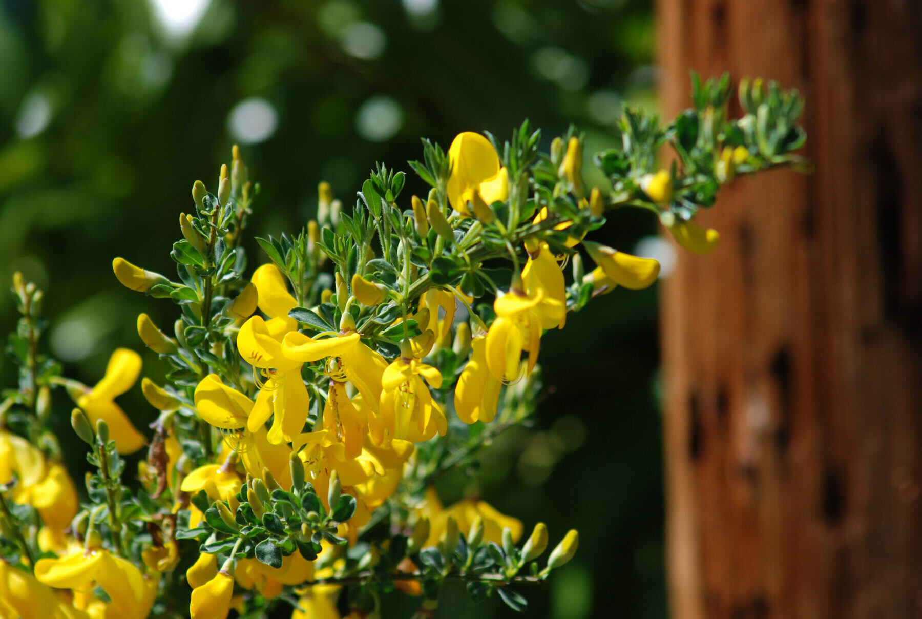 14-surprising-facts-about-broom