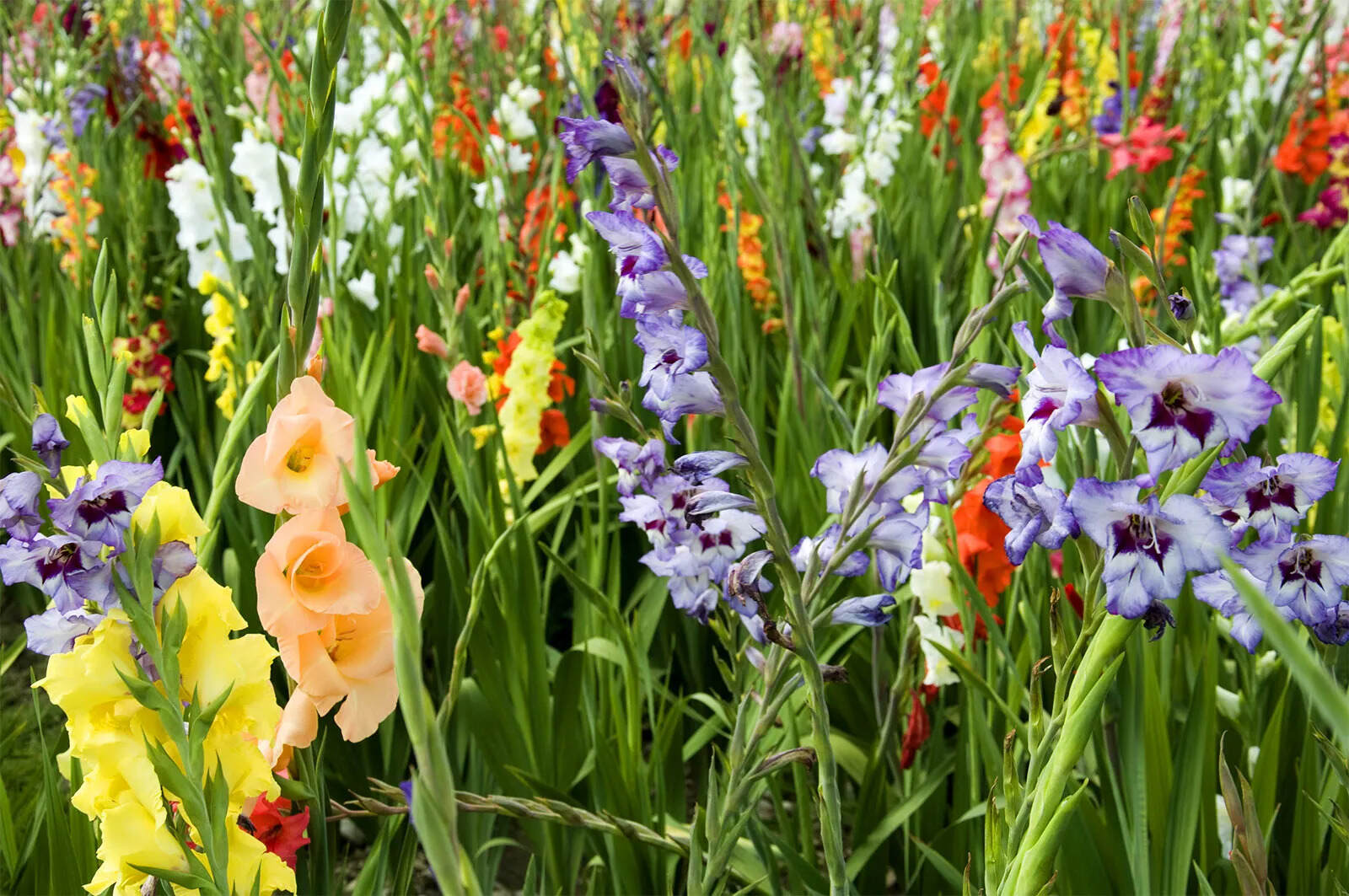 14-surprising-facts-about-gladiolus