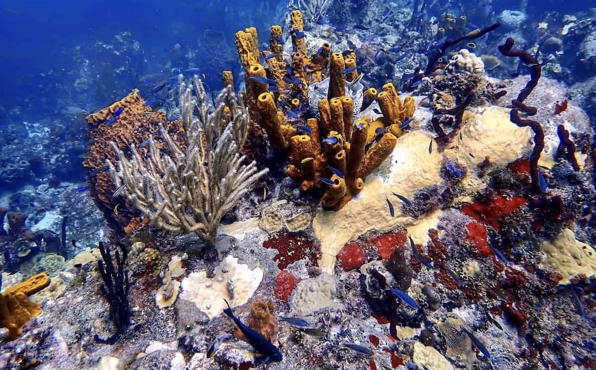 14-surprising-facts-about-guadeloupe-reefs