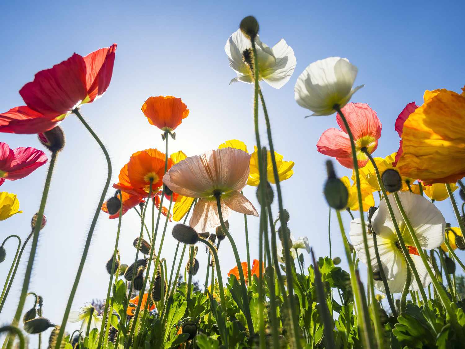 14-surprising-facts-about-iceland-poppy