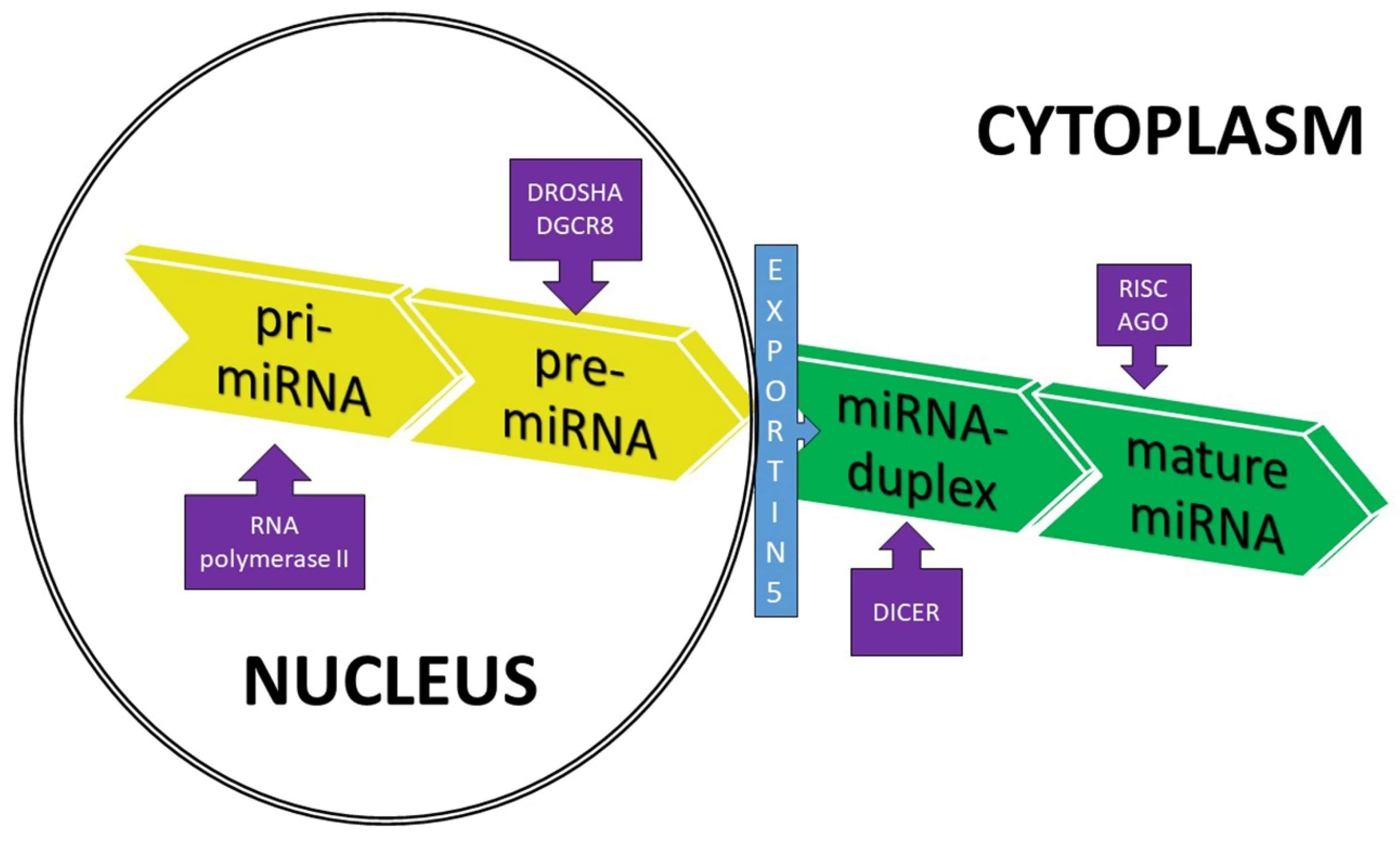 14-surprising-facts-about-mirna-microrna