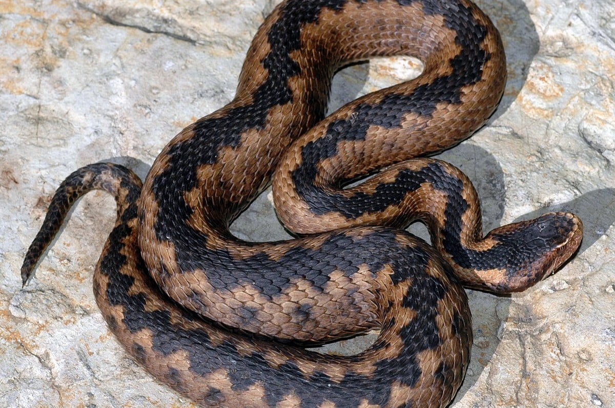14-surprising-facts-about-orlovs-viper