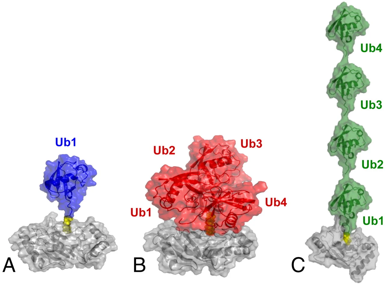 14-surprising-facts-about-ubiquitin-tagging