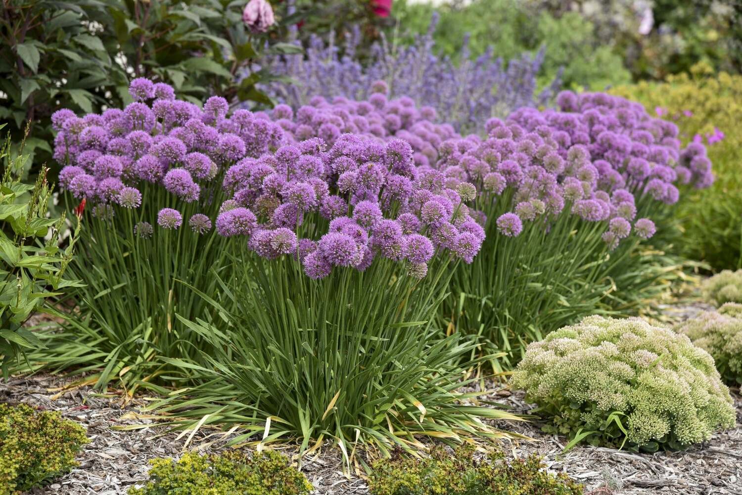 14 Unbelievable Facts About Allium - Facts.net