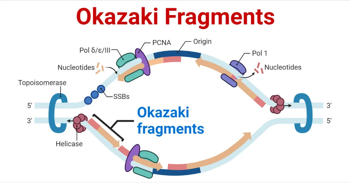 14-unbelievable-facts-about-okazaki-fragments