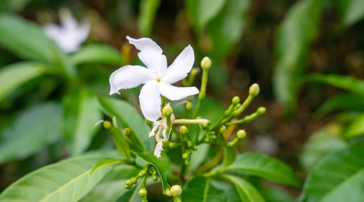 14-unbelievable-facts-about-star-jasmine