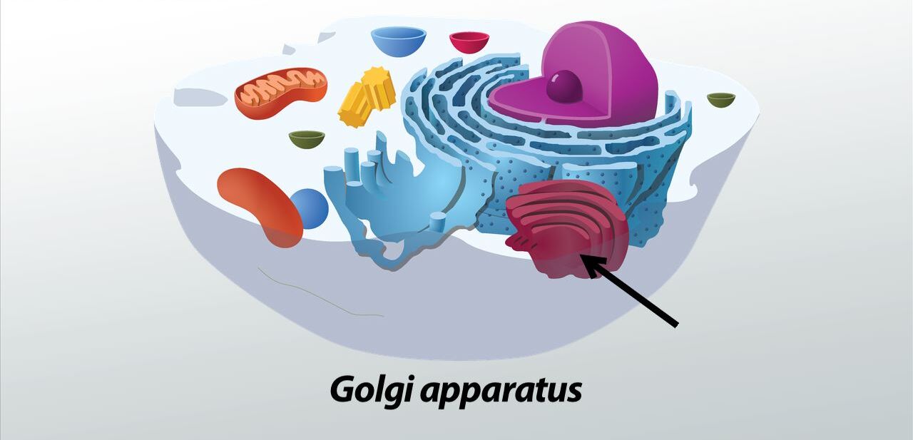 15-astonishing-facts-about-golgi-apparatus-processing