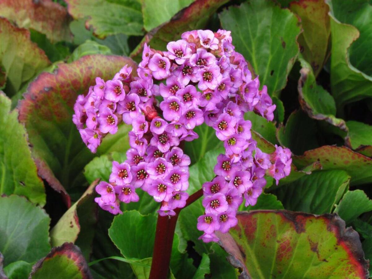 15-astonishing-facts-about-heartleaf-bergenia