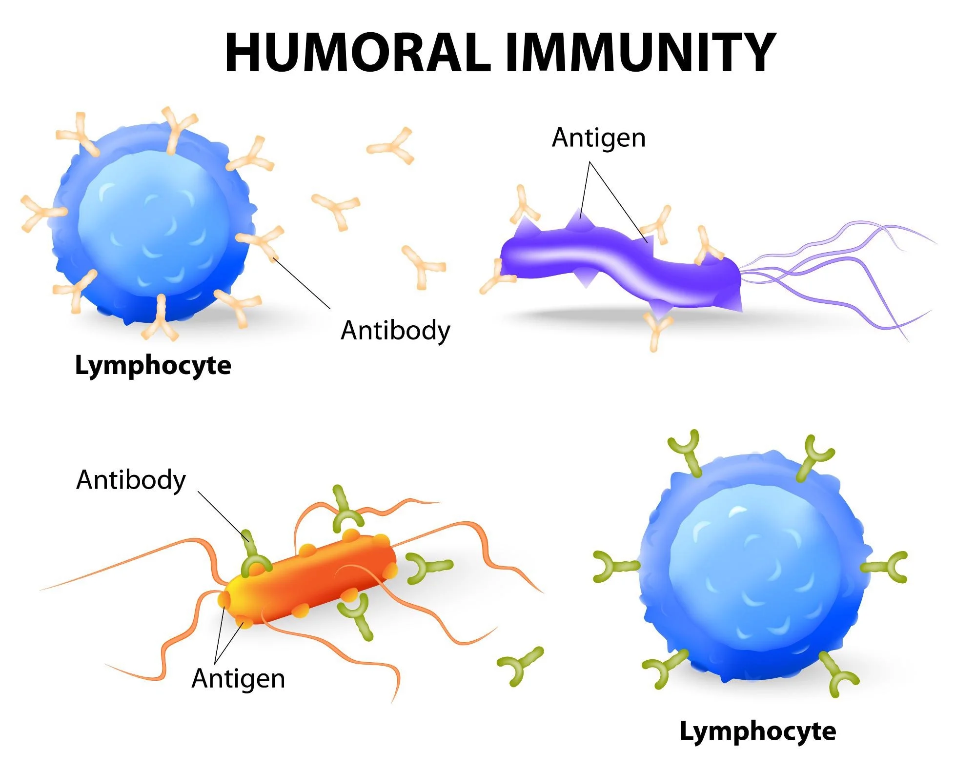 15-astonishing-facts-about-humoral-immunity