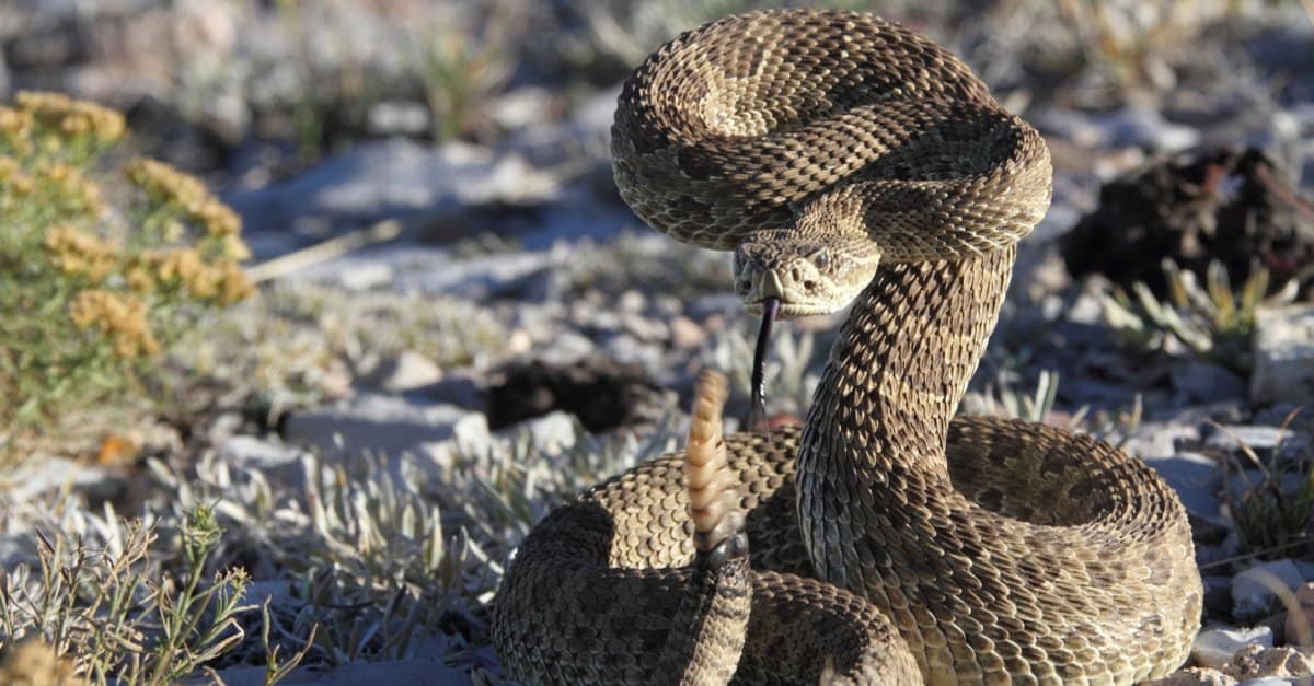 15-astonishing-facts-about-prairie-rattlesnake