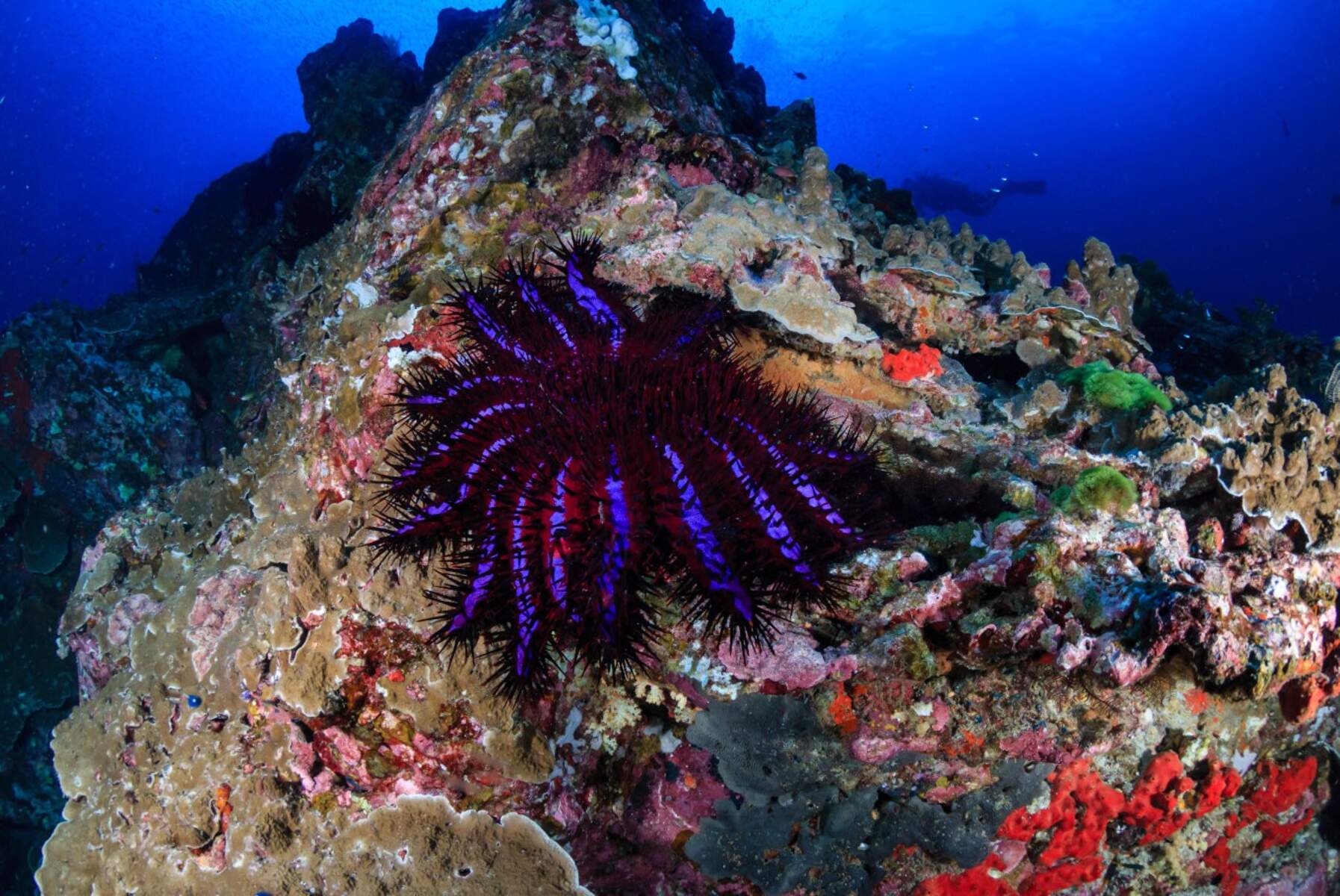 Kepulauan Raja Ampat Kepulauan Raja Ampat