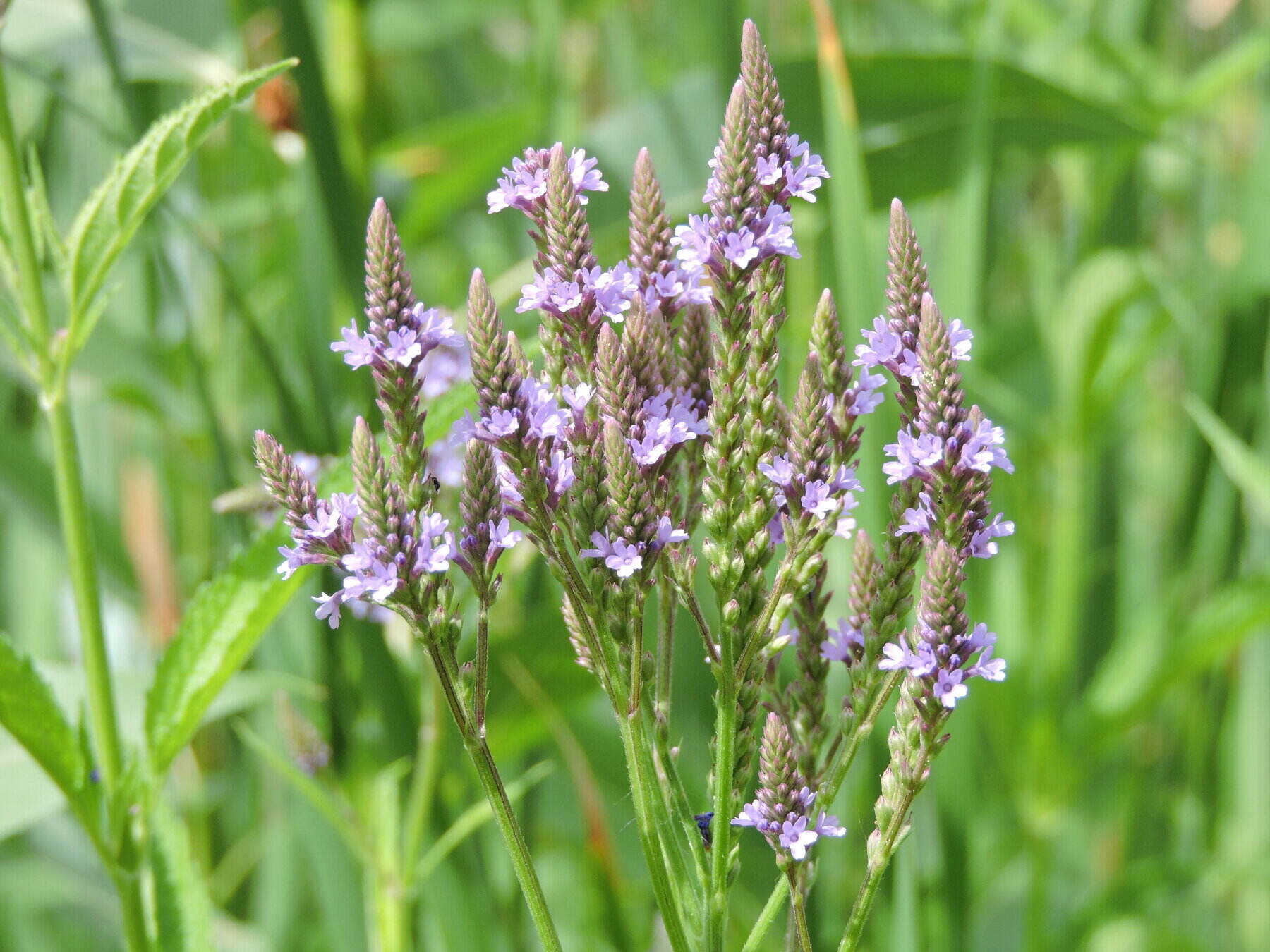 15-astonishing-facts-about-vervain