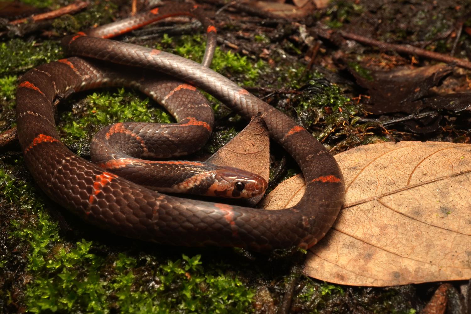 Call to save rare snake habitat follows red coral kukri sightings in
