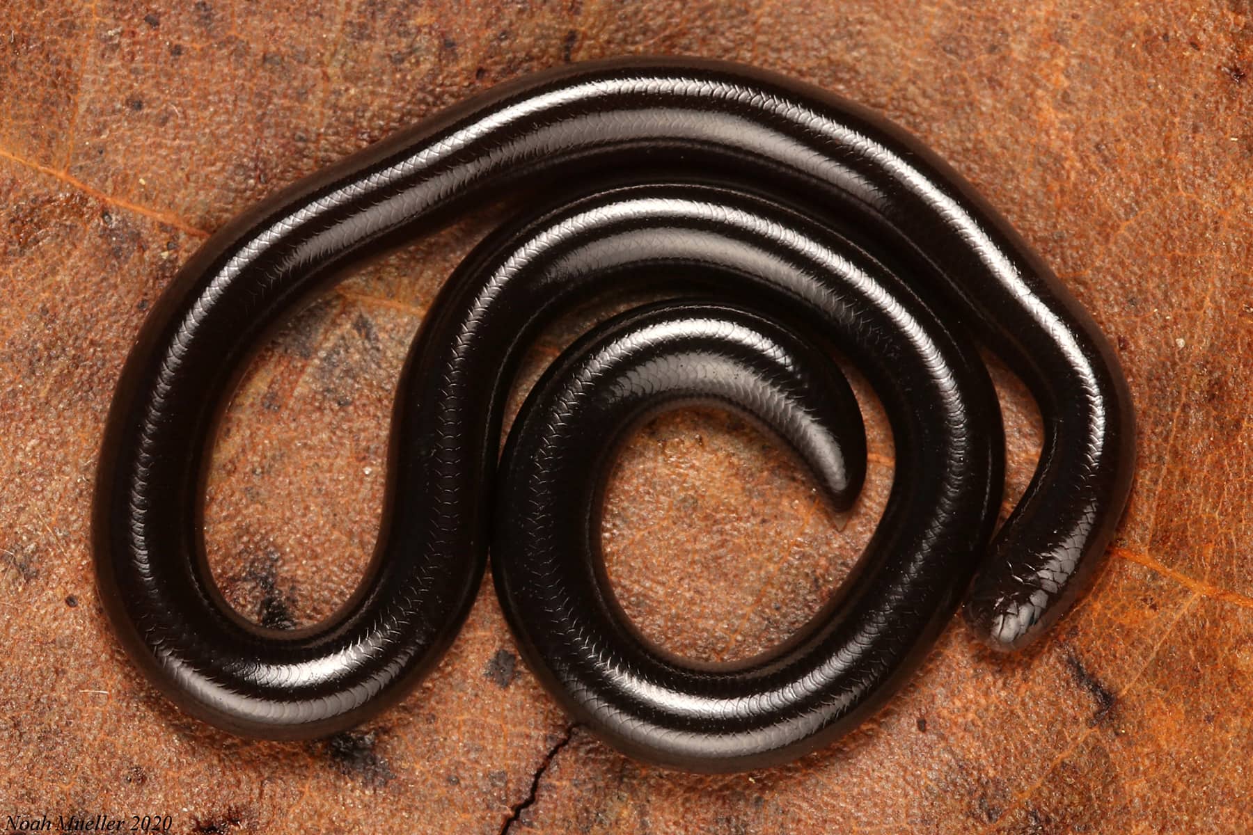 15-astounding-facts-about-bimini-blind-snake