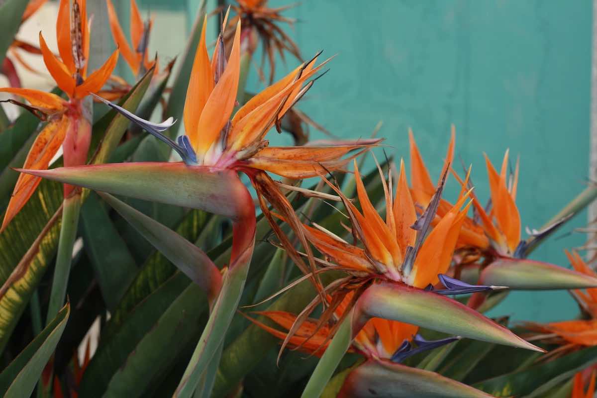 15-astounding-facts-about-bird-of-paradise