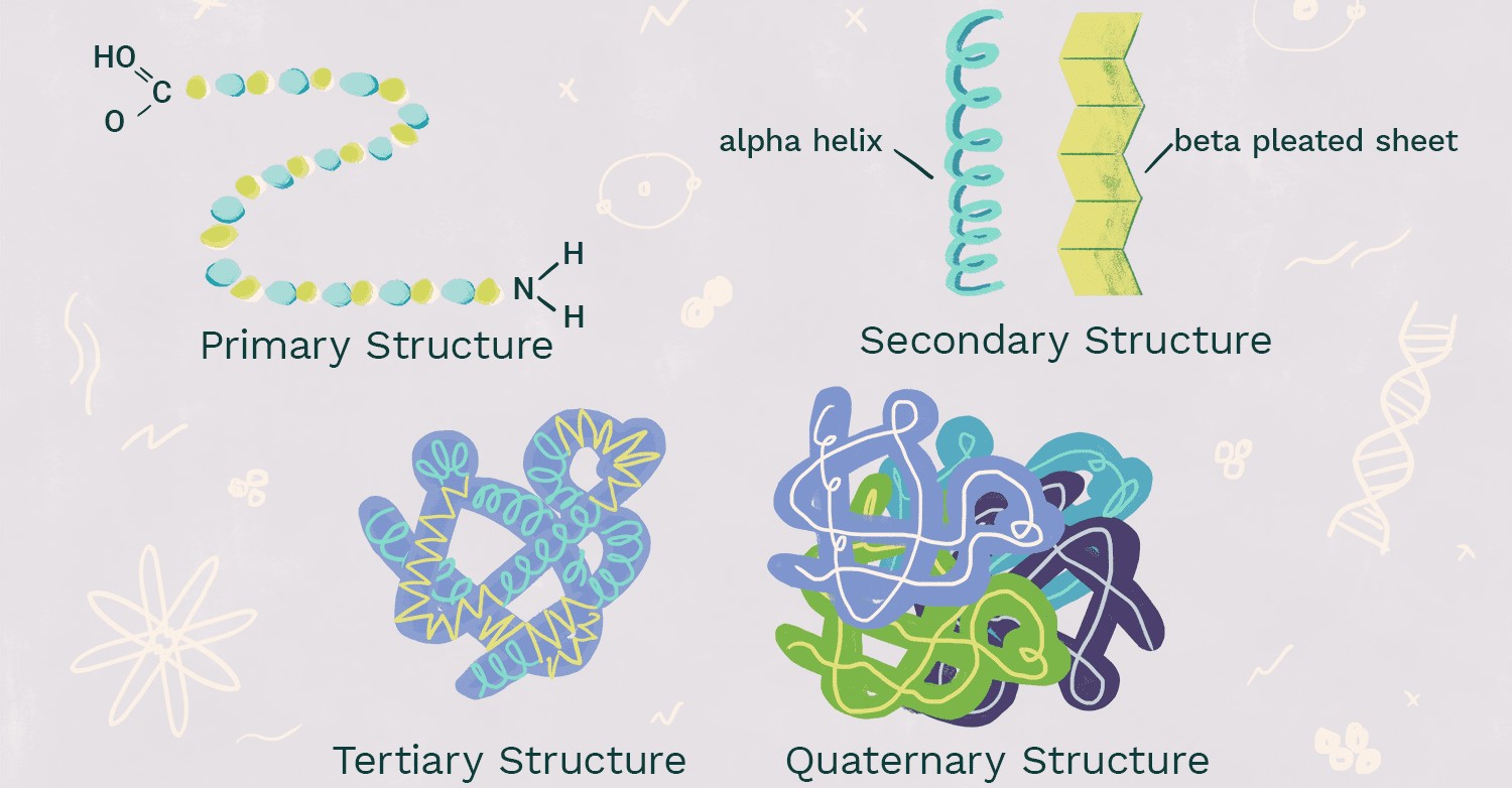 15-astounding-facts-about-protein-structure