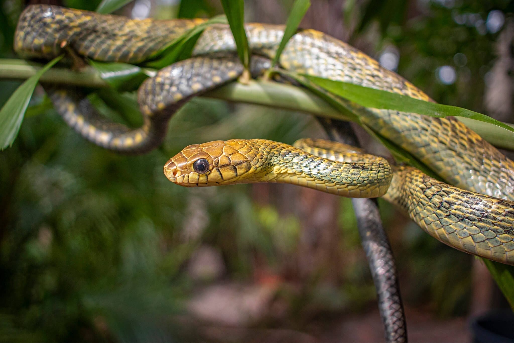 15-astounding-facts-about-puffing-snake