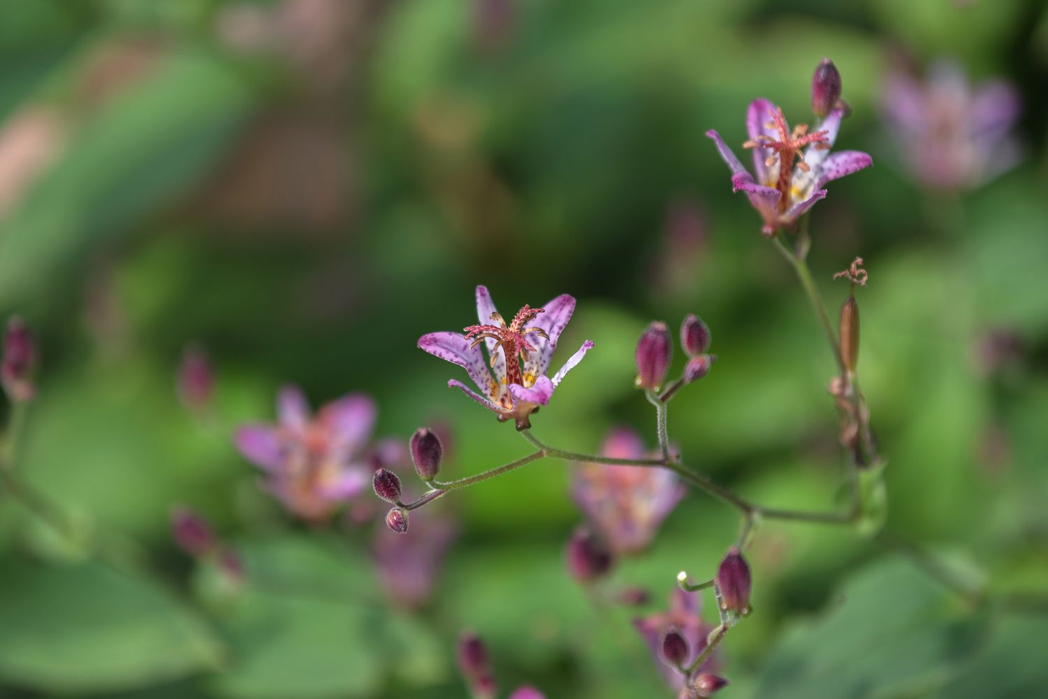 15-astounding-facts-about-toad-lily