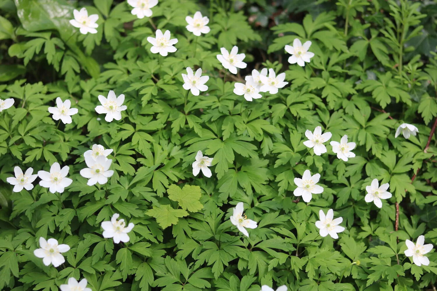 15-astounding-facts-about-wood-anemone