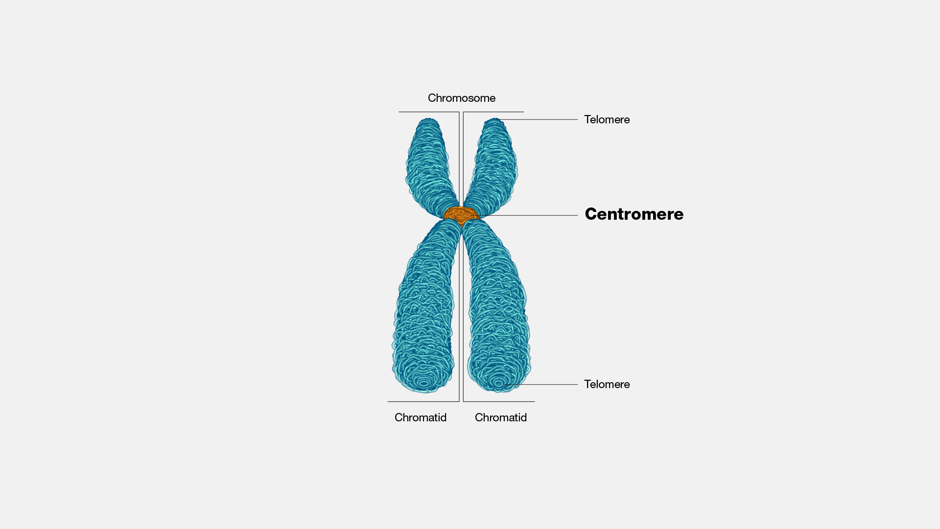 15-captivating-facts-about-centromeres