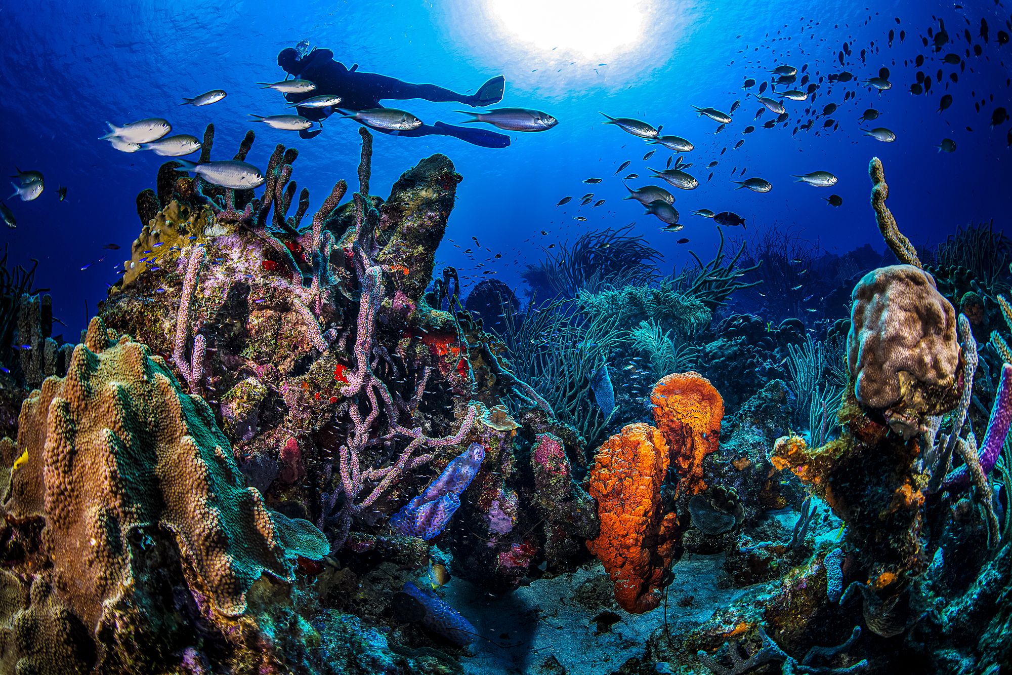 15-captivating-facts-about-curacao-underwater-park