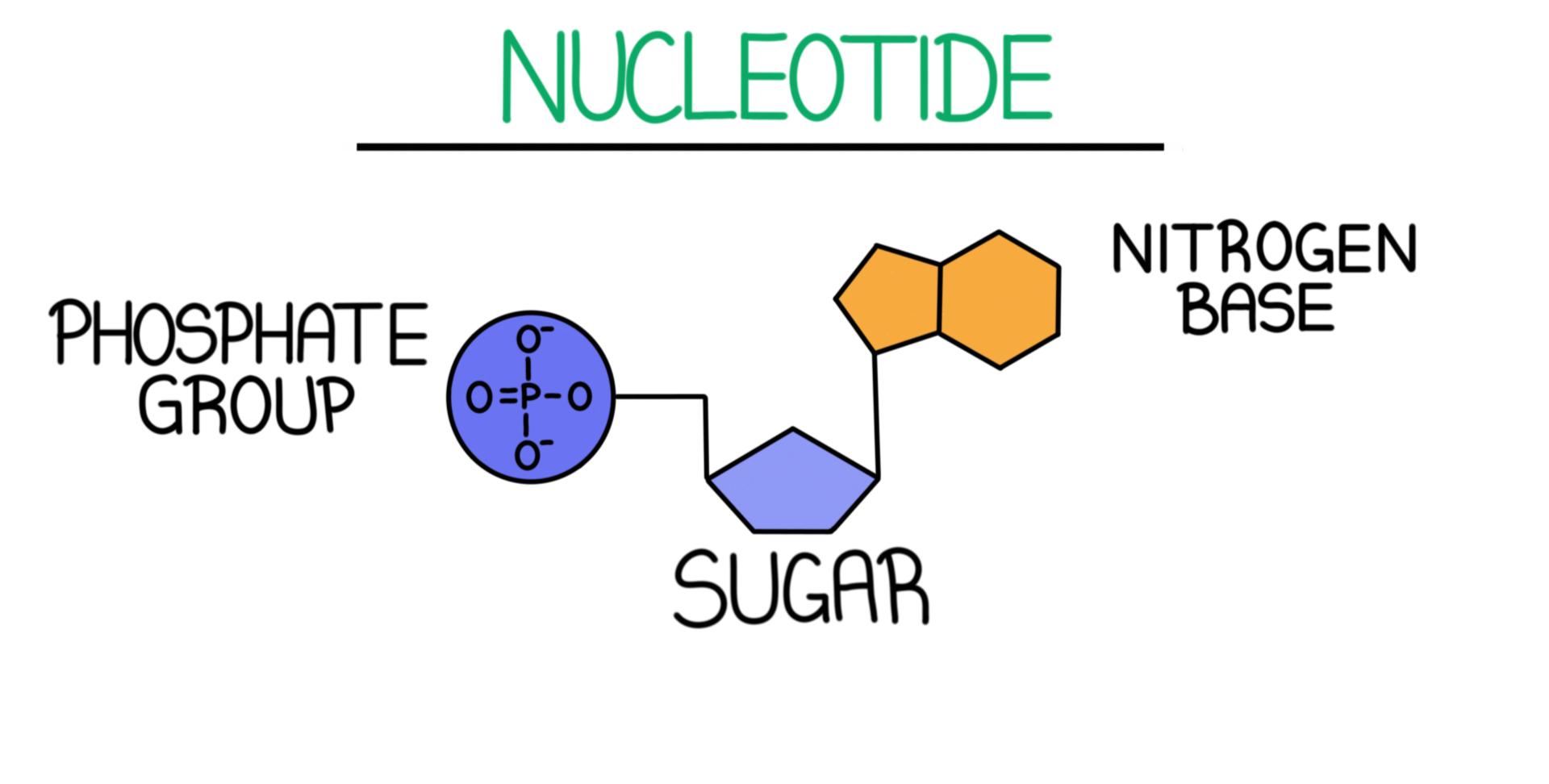 15-captivating-facts-about-dna-nucleotides-a-t-c-g