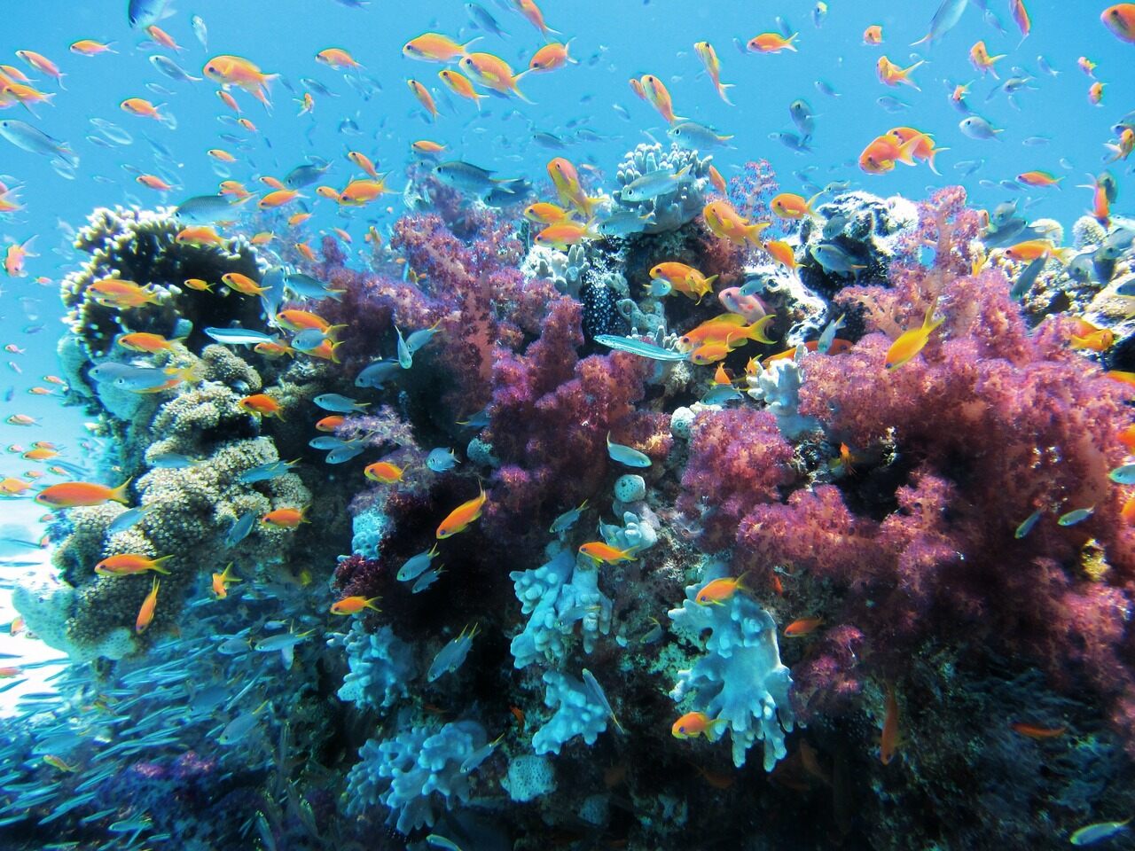 15-captivating-facts-about-musandam-peninsula-reefs