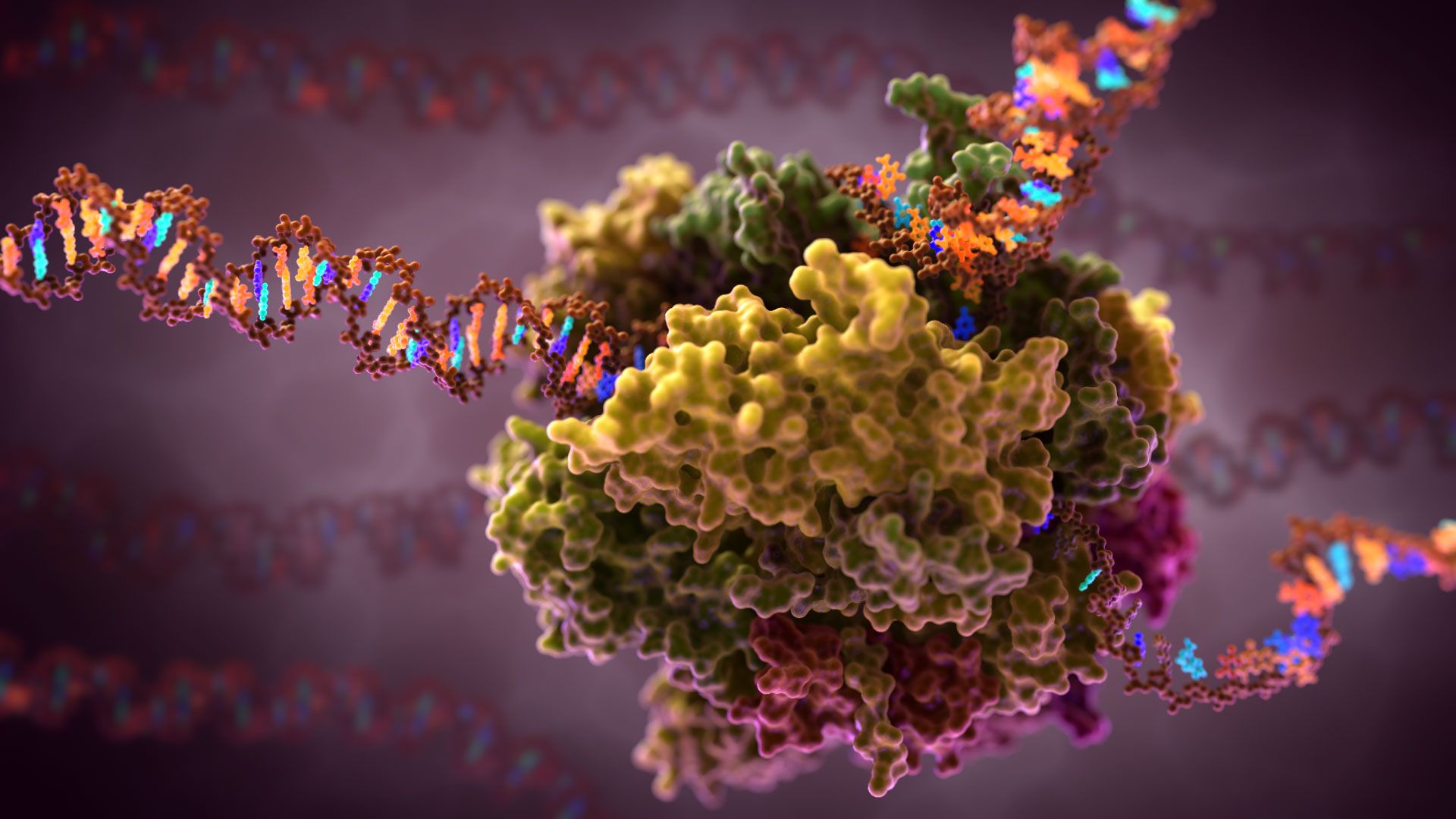 15-captivating-facts-about-rna-polymerase