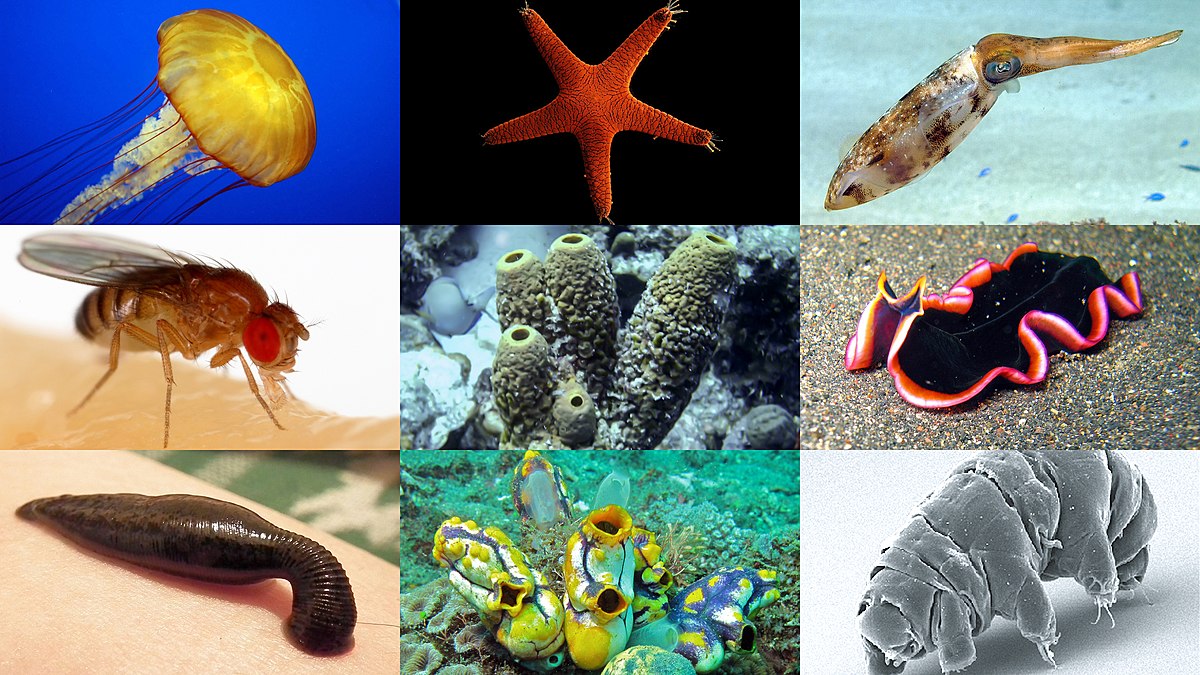 15-enigmatic-facts-about-invertebrate-taxonomy