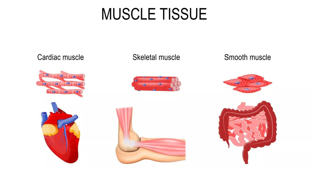 15-enigmatic-facts-about-muscle-tissues