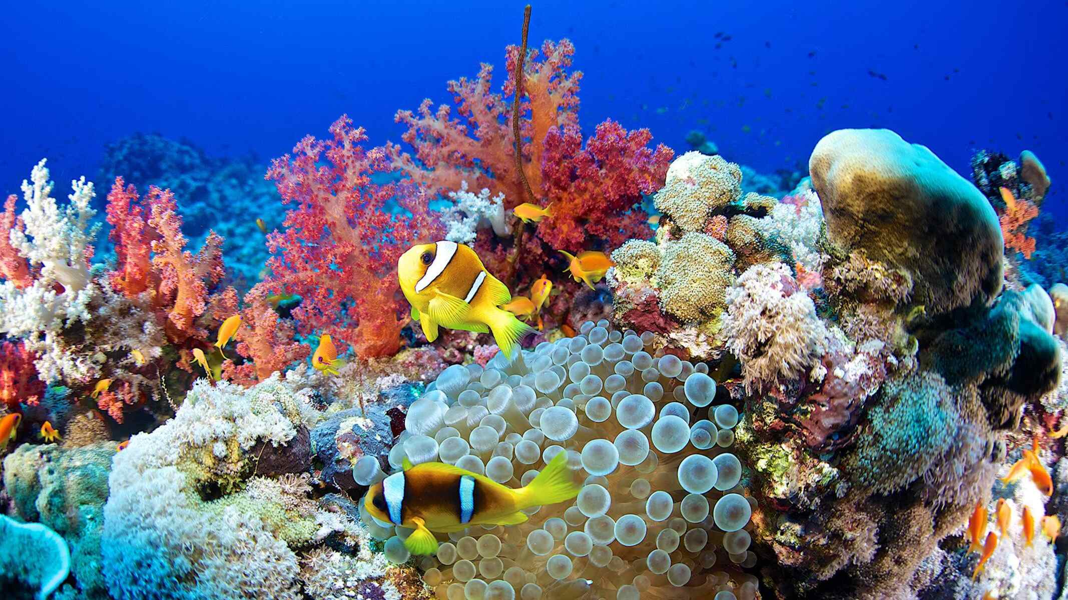 37 Facts About Coral Reef Ecosystems Facts