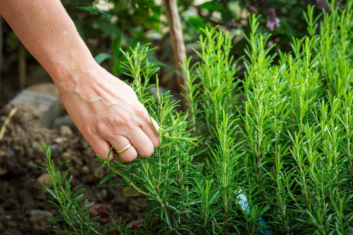 15-facts-about-rosemary