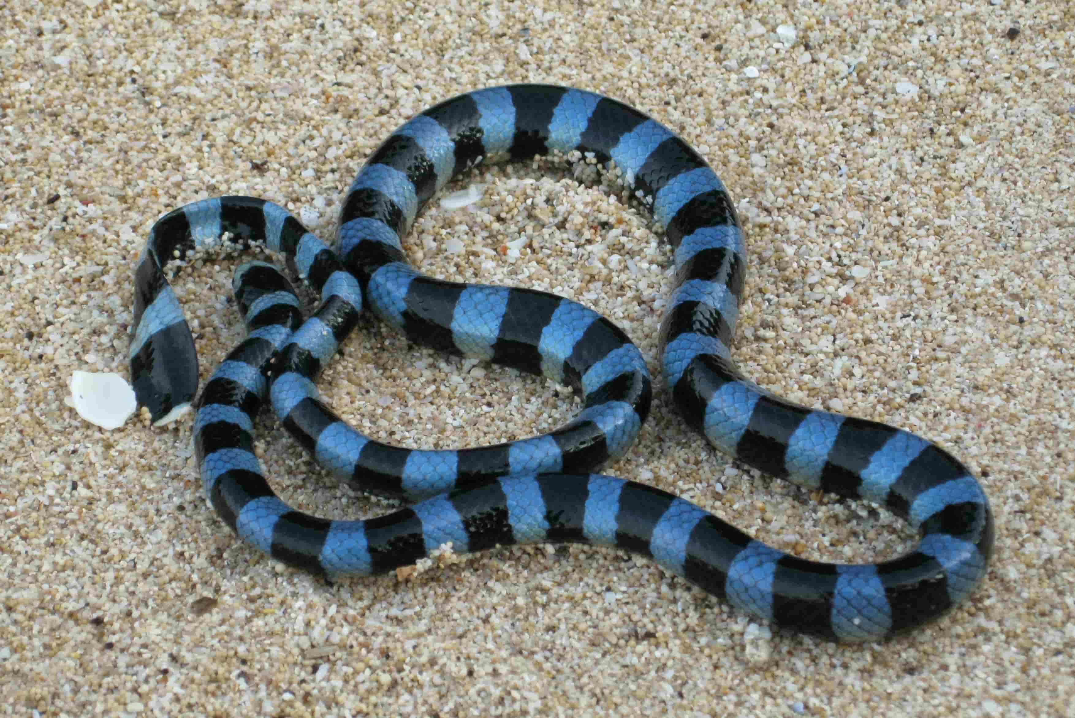 15-fascinating-facts-about-blue-lipped-sea-krait