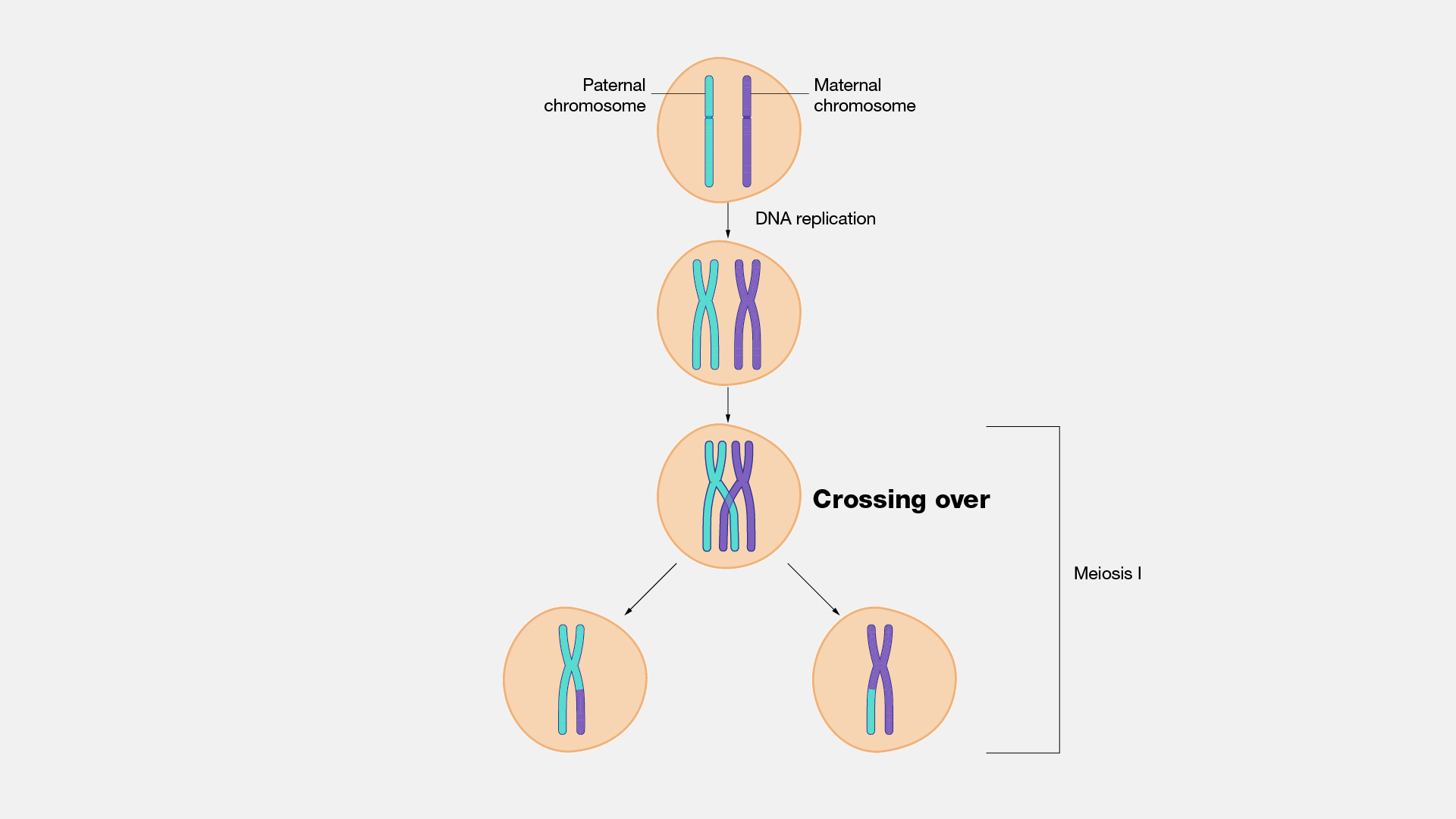 15-fascinating-facts-about-chromosomal-crossover