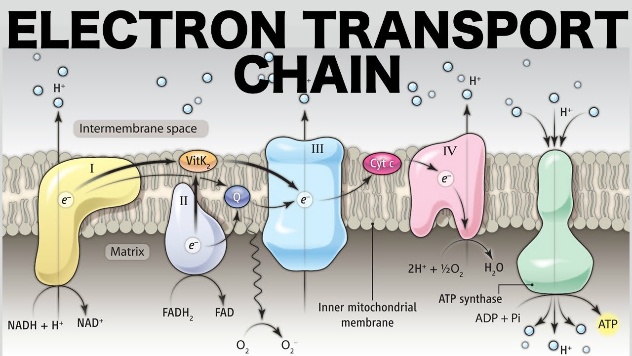 15-fascinating-facts-about-electron-transport-chain-complexes