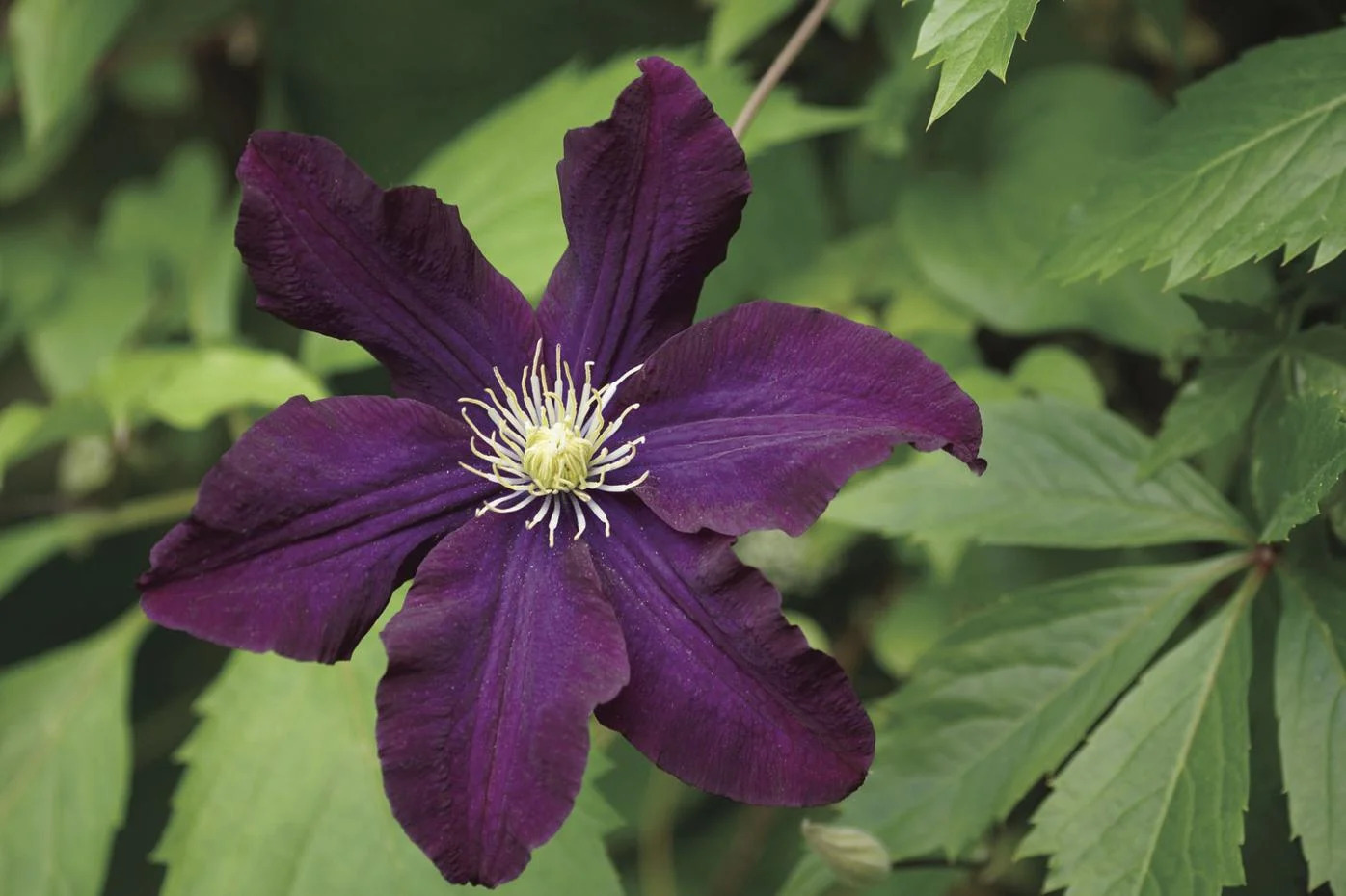 15-intriguing-facts-about-clematis
