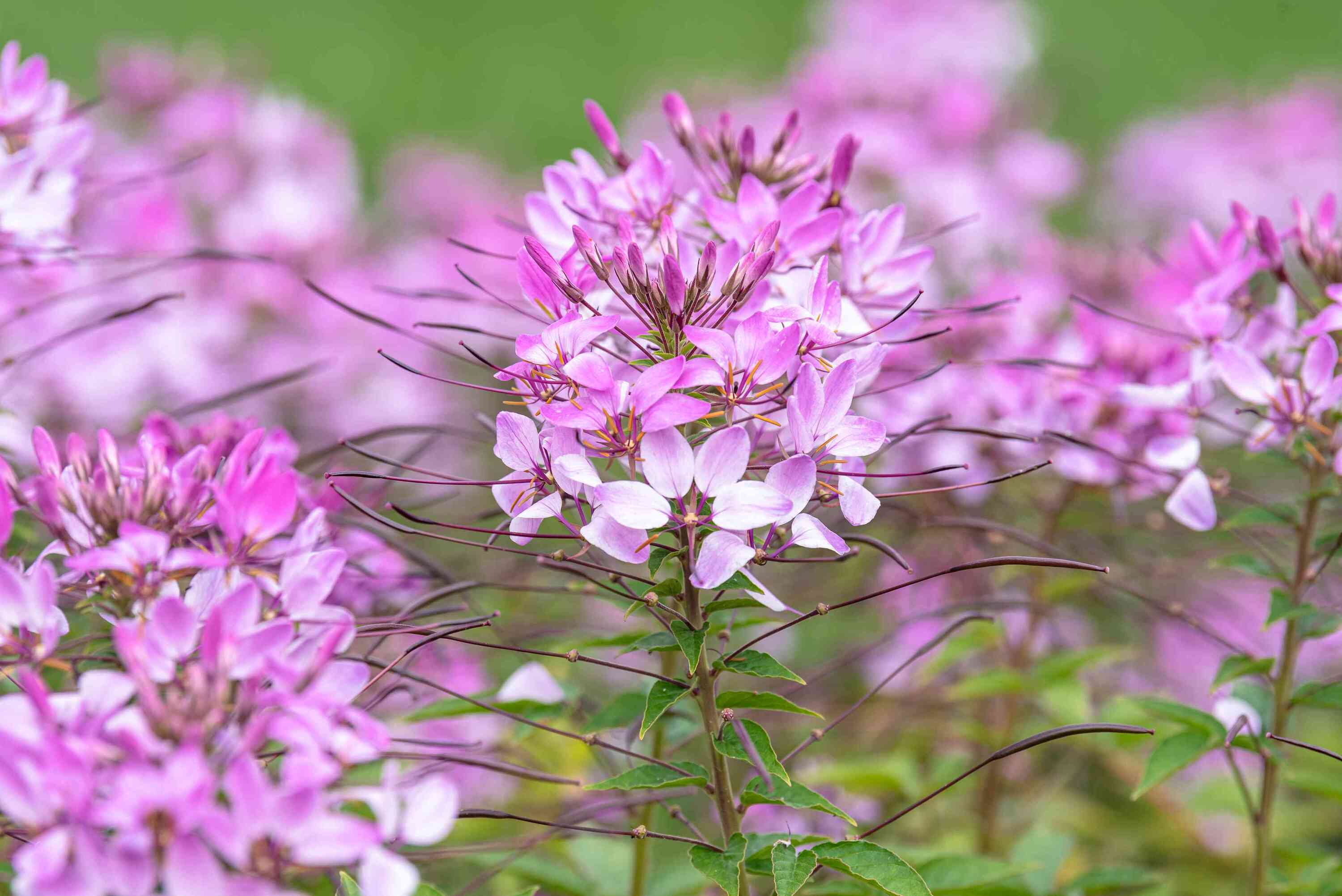 15-intriguing-facts-about-cleome