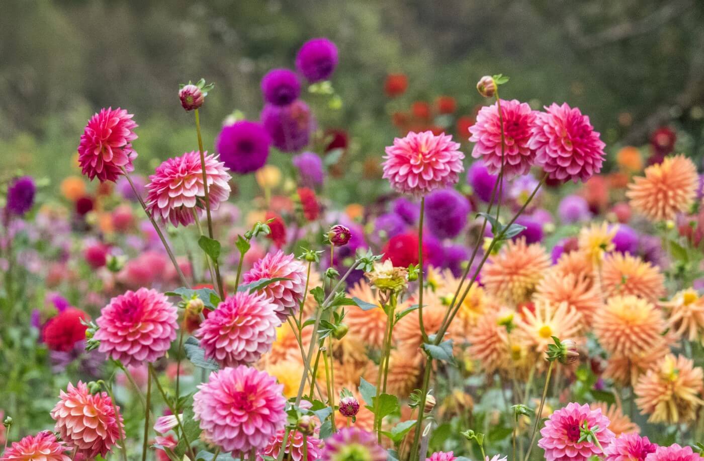 15-intriguing-facts-about-dahlia